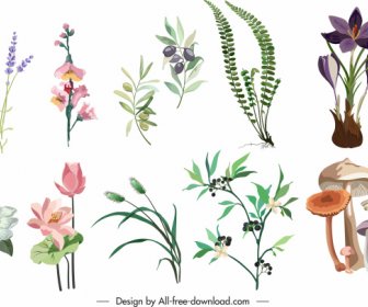 Flores De Plantas ícones Do Cogumelo Colorido Desenho Clássico