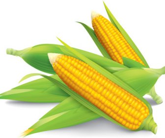 Realistic Corn Design Vectors Set