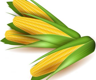 Realistic Corn Design Vectors Set
