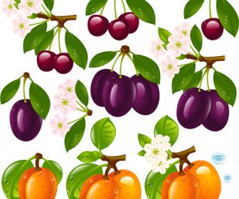 Buah-buahan Yang Realistis Dan Berry Desain Vektor