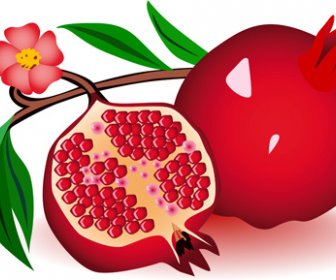 الرمان واقعية تصميم المتجهات