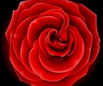 Realistic Rose Vector Graphic