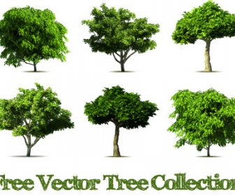 Gerçekçi Ağaç Vektör Tasarım Grafik