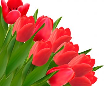 Red Tulip Flowers Creative Design Vector
