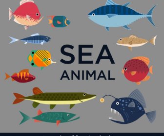 Sea Fish Species Icons Colorful Flat Sketch