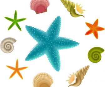 seashell and starfish collections