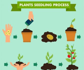Seedling Process Banner Illustration With Infographic Style
