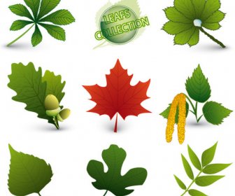 Set Of Exquisite Leaves Vector Graphics Part