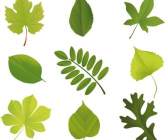 Set Of Exquisite Leaves Vector Graphics Part  No.343165