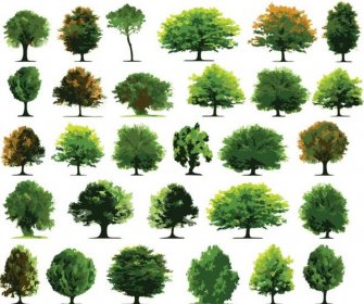Set Pohon Hijau Musim Panas Vektor