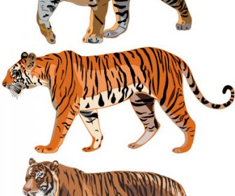 Set Harimau Vektor Gambar Seni