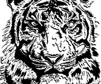 タイガー ベクトル画像アートのセット