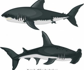 鲨鱼种类图标有色的动画片剪影