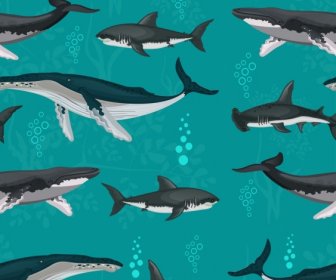 Sharks Whales Pattern Swimming Species Sketch
