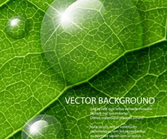 Shiny Green Leaves Background Design Vector
