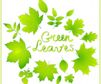 Shiny Green Leaves Vector Background