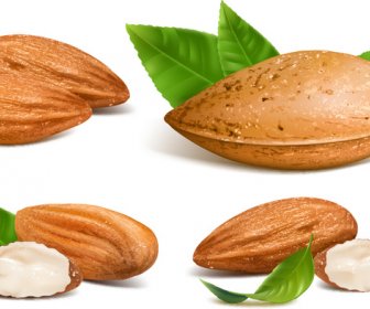 Shiny Nuts Design Vectors 5