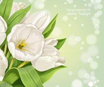 Glänzende Weiße Tulpen Vektorgrafiken Hintergrund
