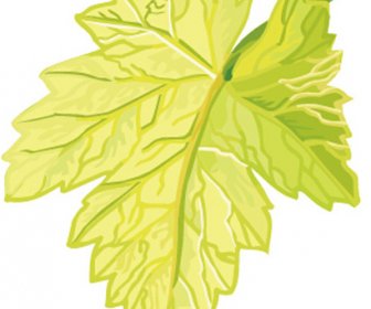 Simple Grapes Leaf Design Vector