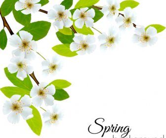 Musim Semi Latar Belakang Dengan Bunga Putih Vektor