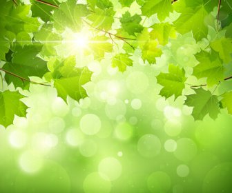 Bahar Güneş ışığı Yeşil Yaprakları Arka Plan Vektör Ile