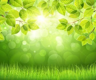 Frühling Sonne Mit Grünen Blättern Hintergrund Vektor