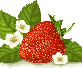 Erdbeere Mit Weiße Blume Vektor