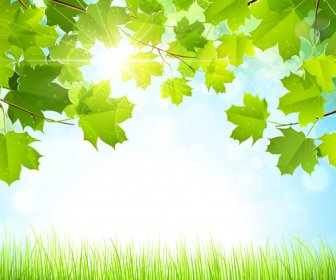 Sommer, Grünes Blatt Mit Sonnenlicht Vektor Hintergrund