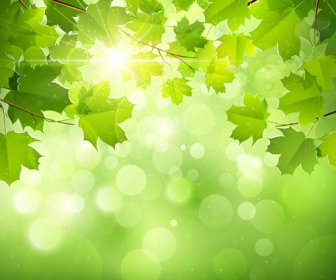 햇빛과 녹색 잎 자연 배경