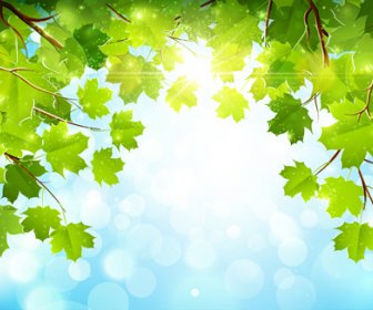 Sunlight And Green Leaf Nature Background