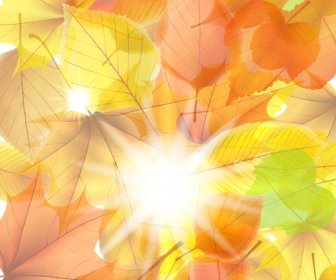 Luz Solar Com Outono Folhas De Gráficos De Fundo