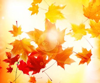Sunlight With Autumn Leaves Background Graphics