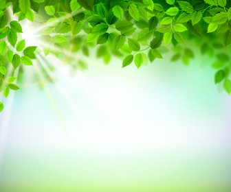 Sunlight With Green Leaves Shiny Background Vector