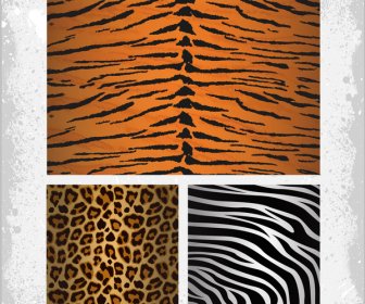 Tiger Zebra Leopards Skin Pattern