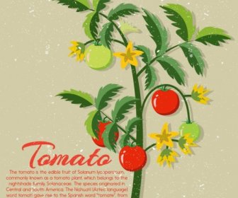 Tomato Advertising Tree Icon Retro Decoration