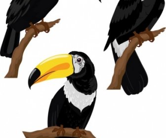 Ícones De Pássaros Tucanos Coloridos Esboço De Empoleiramento