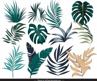 ícones De Folha Tropical Design Moderno Colorido Desenhado à Mão