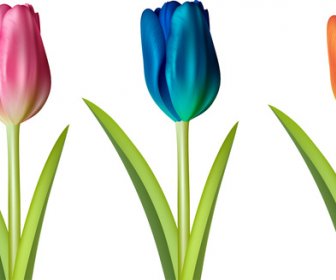 Ilustração De Flor Tulipa