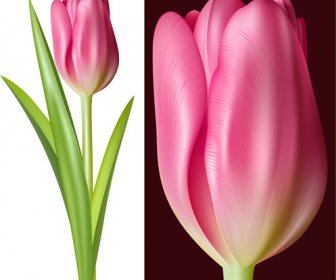 Gráficos Vectoriales Tulip Rosa