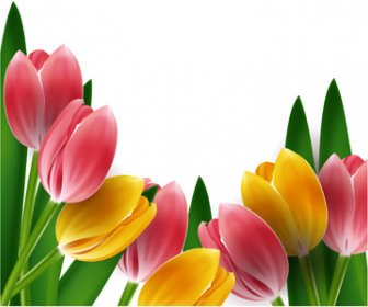 I Tulipani Di Cornici Vettore