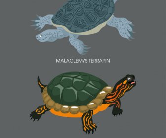 Iconos De Especies De Tortugas Decoración Clásica De Color Oscuro