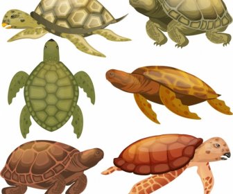 Turtle Species Icons Colored Modern Sketch