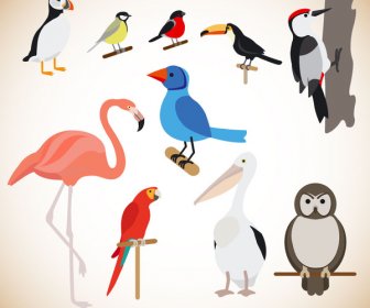 Berbagai Burung Vektor Ilustrasi Dengan Warna Gaya