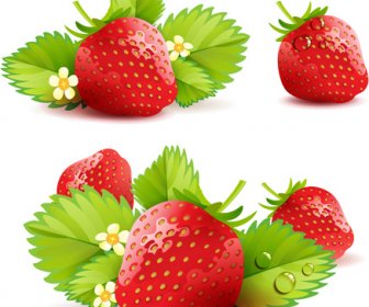 Various Fresh Fruits Design Vector