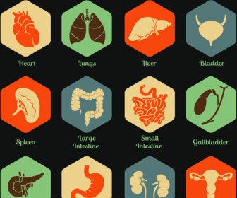 Various Internal Organs Icons Design Vector