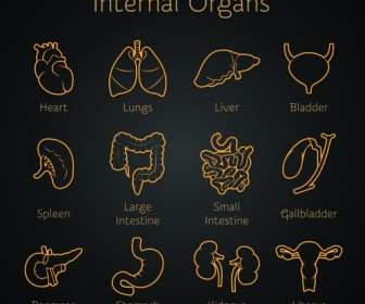 Varios Iconos De órganos Internos De Diseño Vectorial