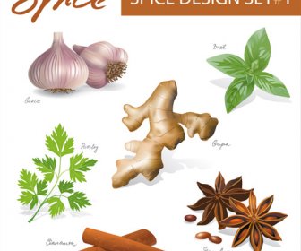 Various Spices Design Vectors Set