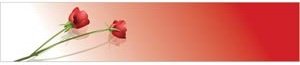 Vector Glossy Red Rose Reflecting On Red Banner