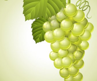 vector juicy grapes design graphic set