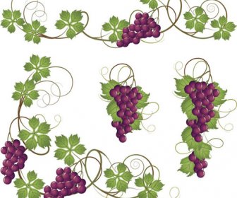 Vector Juicy Grapes Design Graphic Set 7